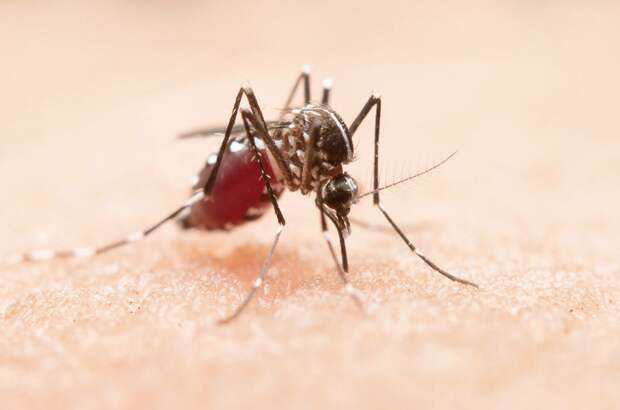 Роспотребнадзор обнаружил в РФ 47 новых вирусов, которые переносят комары