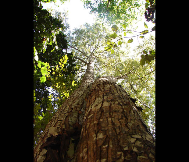 Джунгли Амазонки фото