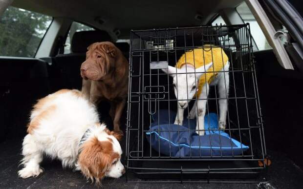 13_caters_lamb_thinks_dog_14