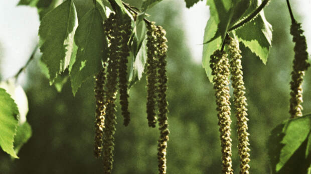 «Быстрый и дешевый»: назван самый доступный метод диагностики аллергии