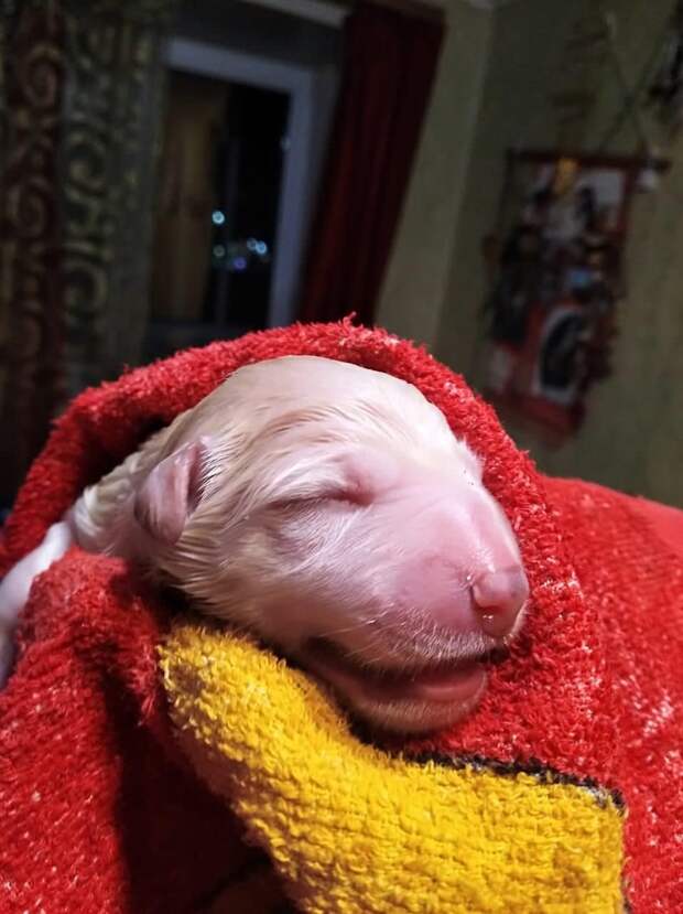 новорожденный щенок