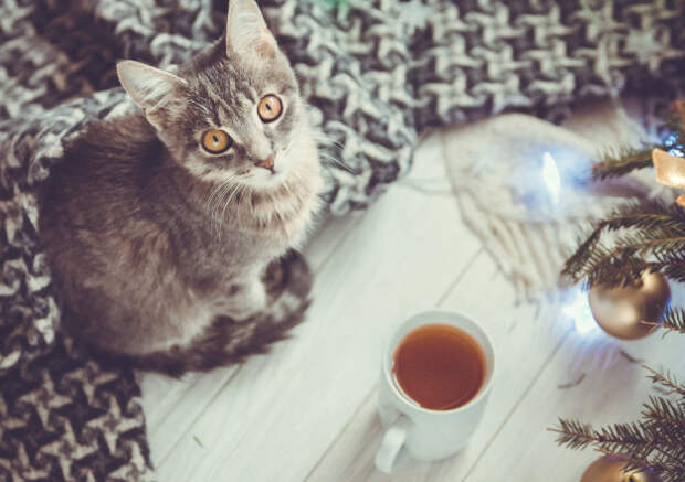 Картинки по запросу фото кот и чашка чая