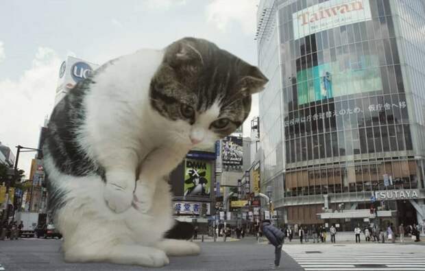 Гигантские кошки в городских ландшафтах животные, кошки, ландшафт, прикол, фотошоп, юмор