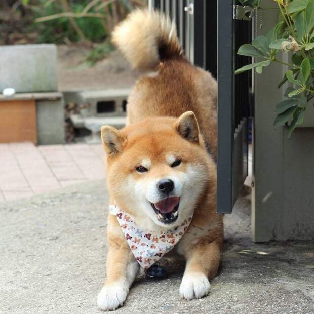Рюдзи — самый фотогеничный сиба-ину, умиляющий до невозможности своими смешными гримасами животные, собака