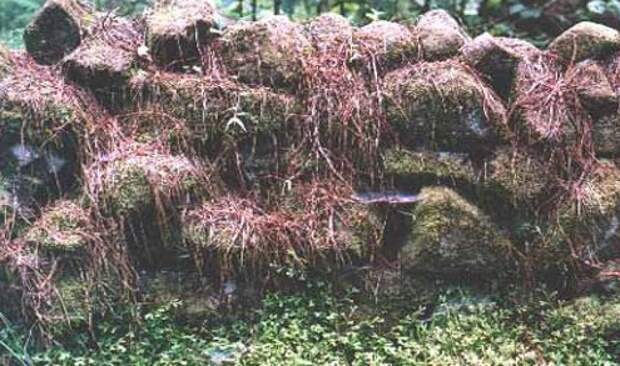 Лес Вайпуа. Фото взято с сайта: https://www.everythingselectric.com/forum/index.php?topic=312.0