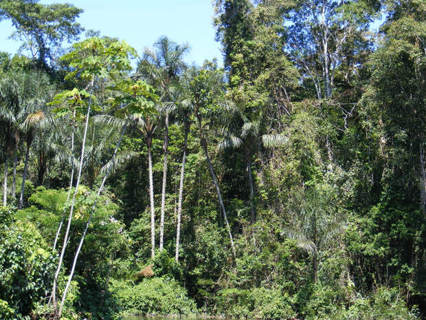Тропический лес Амазонии