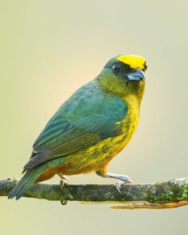 Яркие птицы на снимках Джалила Эль Харрара