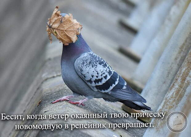 Ветер