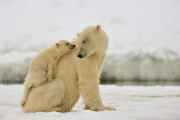 В Российской Арктике у белых медведей есть «родильные дома» – например, острова Врангеля на Чукотке. Медвежата рождаются в берлогах в разгар полярной зимы и до весны остаются с мамой в снежном укрытии © Адам Ивс