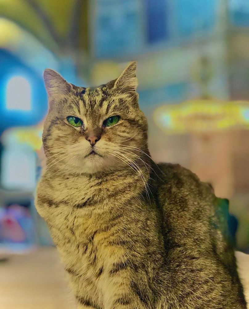 11 милых фото кота, который живет в мечети Святой Софии