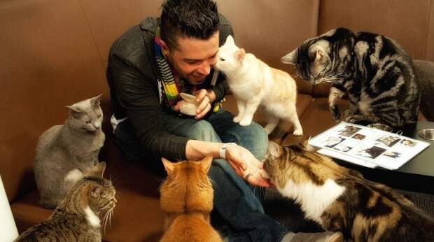 Почему кошки больше любят мужчин, чем женщин: ответ ученых