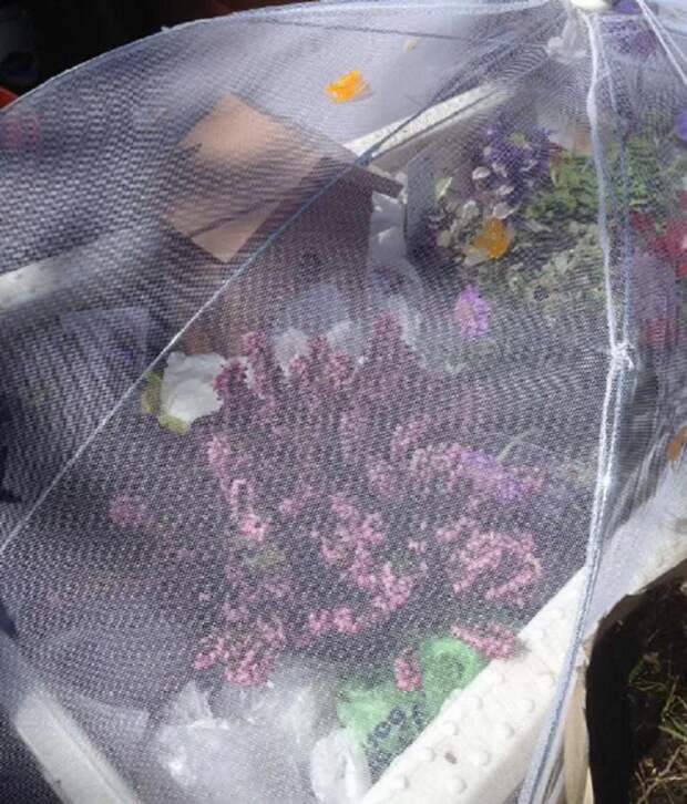 Необычная дружба: женщина пожалела пчелу и даже создала для нее сад
