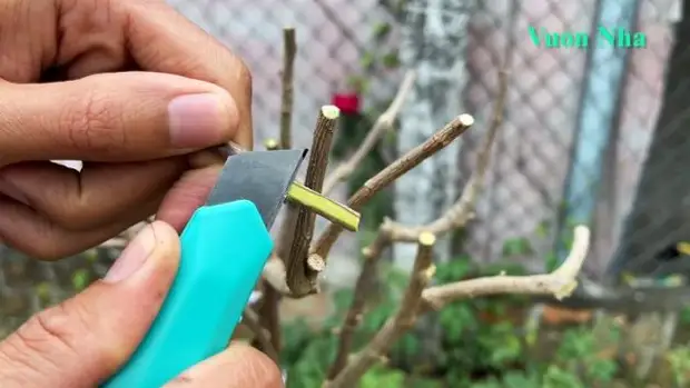 Как вырастить 5 разноцветных цветов на одном кусте. Соседи обзавидуются