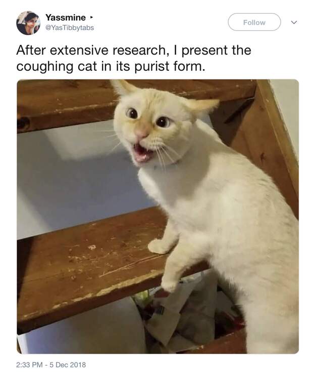 Кашляющий кот