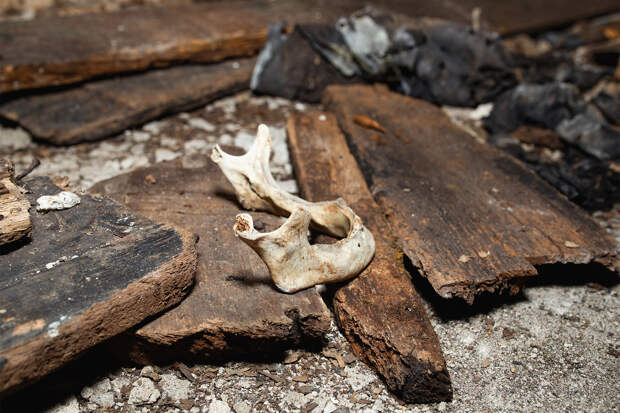 Прохожий нашел кость пропавшей женщины