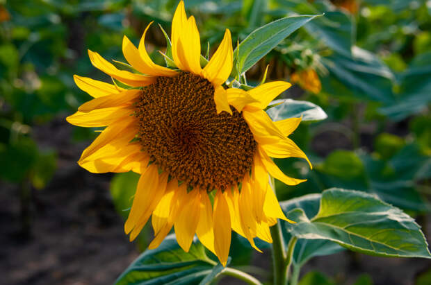 На Запорожье начали уборку подсолнечника
