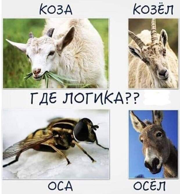 Где логика? )