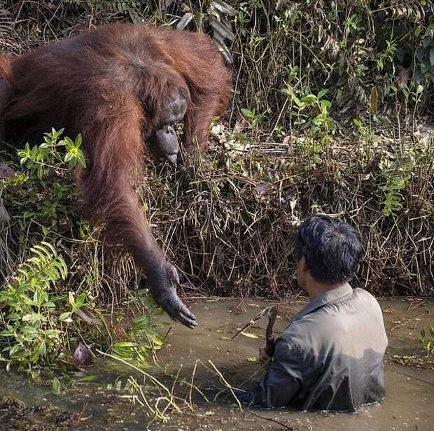Рука помощи: орангутан попытался помочь стоявшему в воде мужчине.