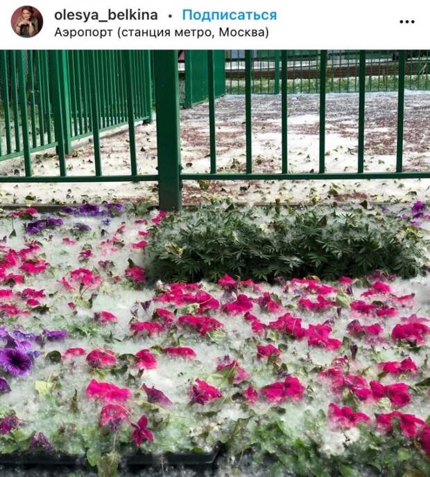 Фото дня: июньский «снег» накрыл район Аэропорт