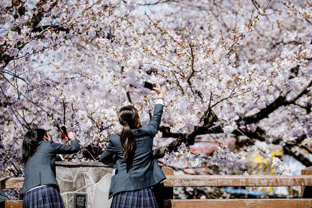 Студенты фотографируют деревья во время Фестиваля цветения вишни. Центральное зрелище праздника — ровная линия из 1400 цветущих деревьев на обоих берегах реки Годзё в городе Ивакура
