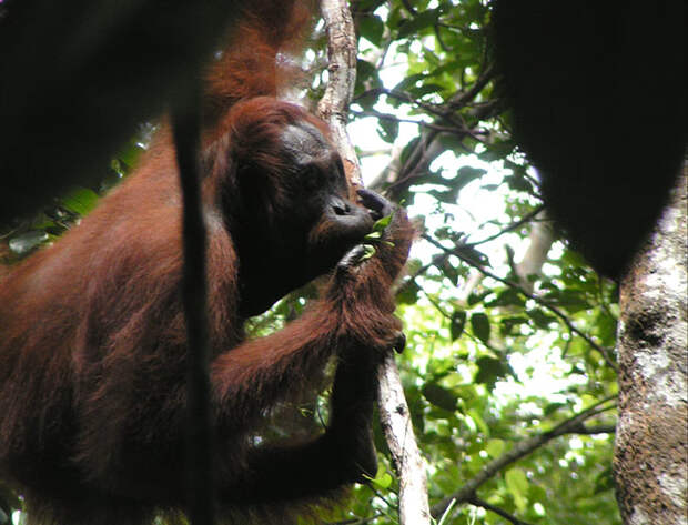 Этот молодой орангутан надеется отпугнуть хищника, издавая более низкий сигнал тревоги