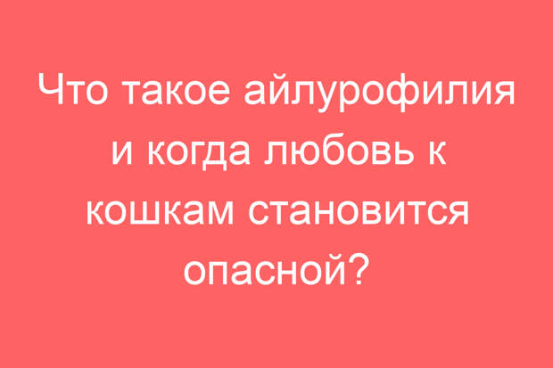 Что такое айлурофилия и когда любовь к кошкам становится опасной?