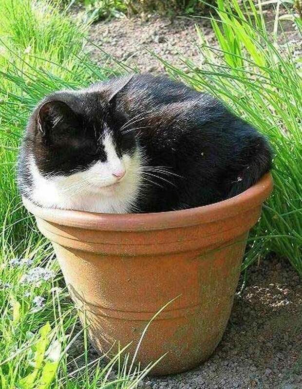 Коты, которых можно налить в любую емкость животные, приколы, удачный кадр, юмор