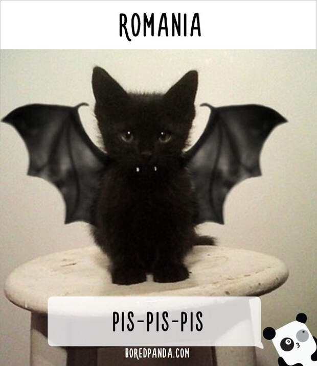 How People Call Cats In Romania