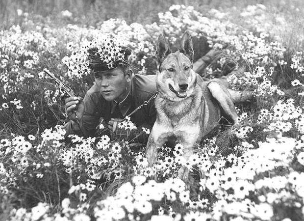Как жилось собакам в Советском Союзе? животные, интересное, собаки