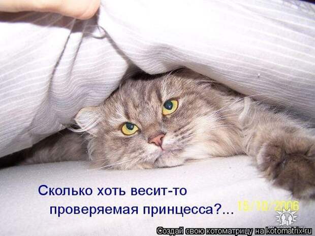 Забавные животные (50 фото)