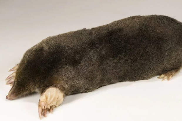 Крот — не вредитель, а бесплатный дезинсектор: почему не стоит объявлять ему войну