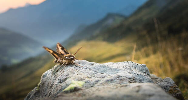 hawk moth