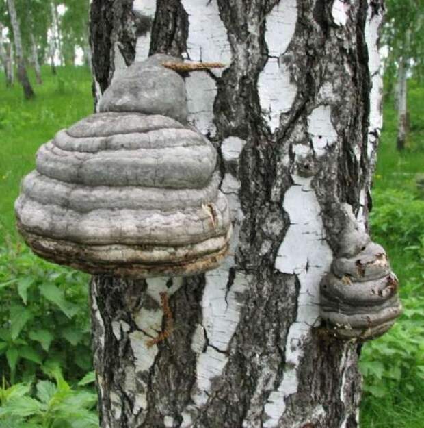 Травы и грибы, которые восстанавливают здоровье