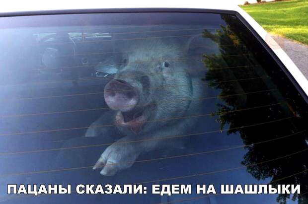 Прикольные картинки с надписями со смыслом (10 фото)