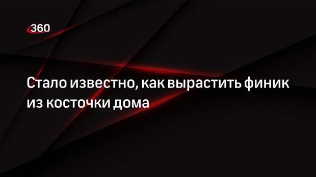 Стало известно, как вырастить финик из косточки дома
