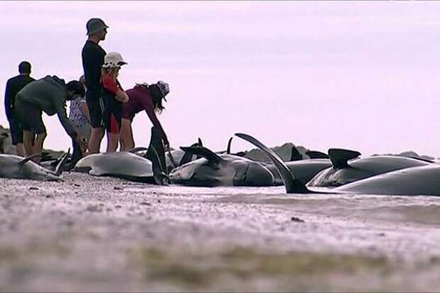 В Новой Зеландии на берег выбросились более 400 китов