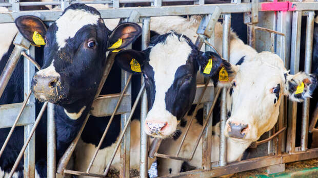 В Новосибирской области ввели режим ЧС из-за из-за заболеваний животных