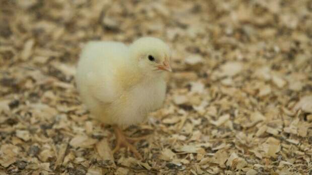 Скажите «нет» физическому труду: приметы на день Иоанна Лествичника 12 апреля - Новости Калининграда | Фото: Александр Подгорчук / Архив «Клопс»