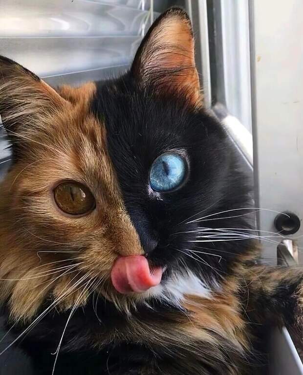 Кошка Химера Кошка Химера