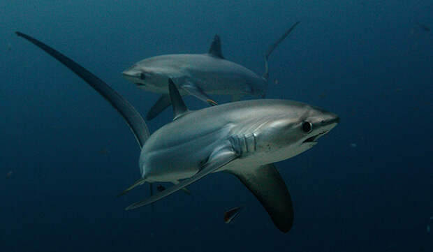 Фото: Большеглазые лисьи акулы