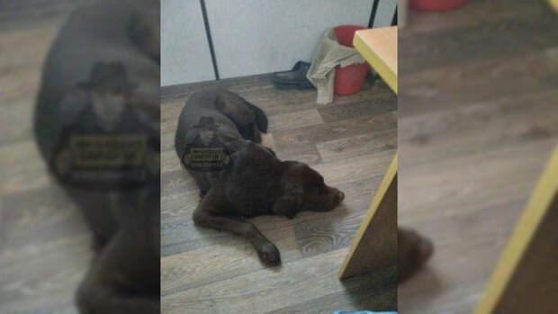 Жестокие хозяева бросили верную собаку в новогоднюю ночь в пригороде Барнаула