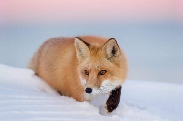 Описание рыжей лисицы
