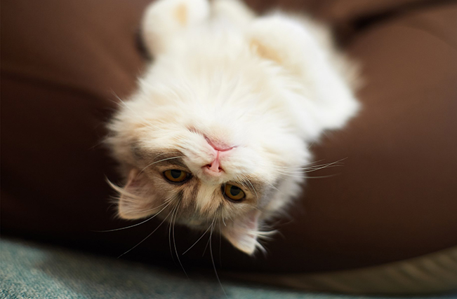 6985338-cat-pillow