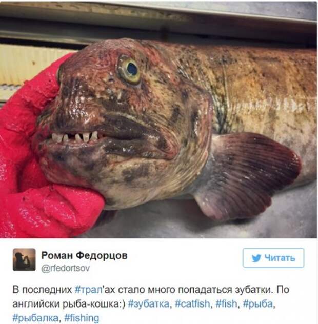 Познавательный твиттер моряка Романа Федорцова (16 фото)