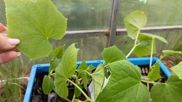 Четыре условия для быстрого роста рассады огурцов после пересадки
