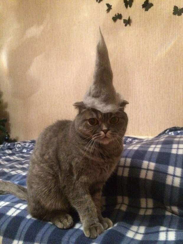 Ты нарвался, человечек! животные, кот, кошка, месть, прикол, смех, хулиган, юмор