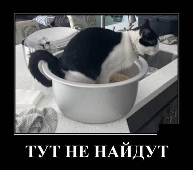 Демотиватор про кота