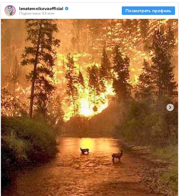 Реакция соцсетей на пожары. Что не так с акцией #СпаситеСибирь