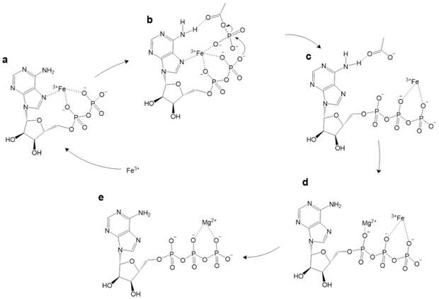 Рис. 4. Предполагаемый механизм реакции фосфорилирования АДФ ацетилфосфатом в присутствии ионов железа