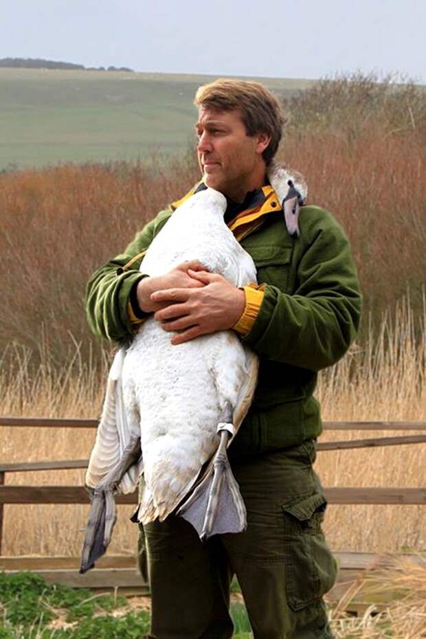Мужчина спас лебедя, лебедь обнял мужчину